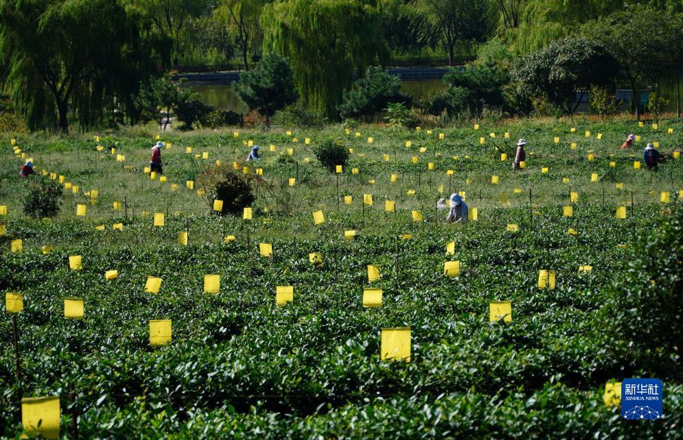 龙虎和规律